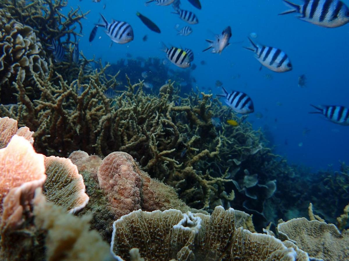 Blue Coral Homestay Karimunjawa Exterior foto